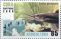 North African Catfish (Clarias gariepinus)