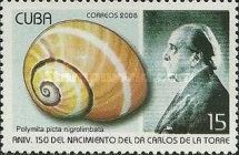 Cuban Land Snail (Polymita picta ssp. nigrolimbata)
