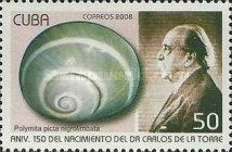 Cuban Land Snail (Polymita picta ssp. nigrolimbata)
