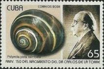 Cuban Land Snail (Polymita picta ssp. iolimbata)
