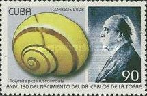 Cuban Land Snail (Polymita picta fuscolimbata)