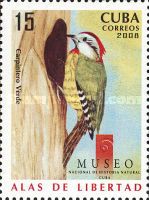 Cuban Green Woodpecker (Xiphidiopicus percussus)