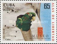 Cuban Parakeet (Aratinga euops)