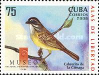 Cuban Sparrow (Torreornis inexpectata)