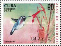 Bee Hummingbird (Mellisuga helenae)
