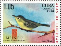 Cuban Vireo (Vireo gundlachii)