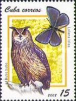 Eurasian Eagle-Owl (Bubo bubo), Iolas Blue (Lolana iolas)
