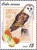 Western Barn Owl (Tyto alba), Great Copper (Lycaena dispar)