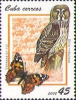 Great Grey Owl (Strix nebulosa), Painted Lady (Vanessa cardu