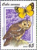 Tawny Owl (Strix aluco), Pale Clouded Yellow (Colias erate)