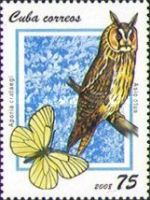 Long-eared Owl (Asio otus), Black-veined White (Aporia crata