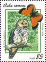 Ural Owl (Strix uralensis), Northern Clouded Yellow (Colias