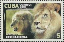 Lion (Panthera leo)