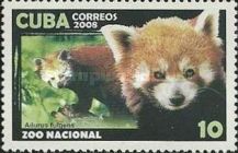 Red Panda (Ailurus fulgens)