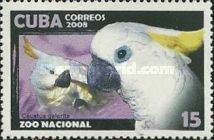 Sulphur-crested Cockatoo (Cacatua galerita)
