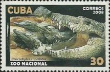 Cuban Crocodile (Crocodylus rhombifer)