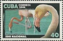 Caribbean Flamingo (Phoenicopterus ruber)