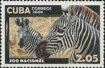 Plains Zebra (Equus burchelli)