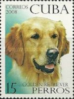 Golden Retriever (Canis lupus familiaris)