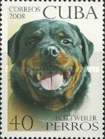 Rottweiler (Canis lupus familiaris)