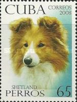 Shetland Dog (Canis lupus familiaris)