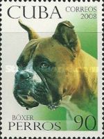 German Boxer (Canis lupus familiaris)