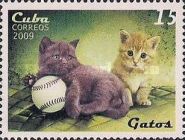 Domestic Cat (Felis silvestris catus)