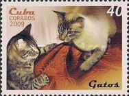 Domestic Cat (Felis silvestris catus)