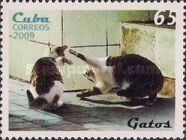 Domestic Cat (Felis silvestris catus)
