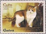 Domestic Cat (Felis silvestris catus)