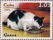 Domestic Cat (Felis silvestris catus)