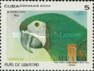 Chestnut-fronted Macaw (Ara severus)