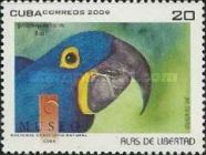 Hyazinth Macaw (Anodorhynchus hyacinthinus)