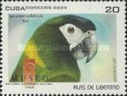 Golden-collared Macaw (Primolius auricollis)