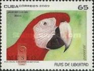 Scarlet Macaw (Ara macao)
