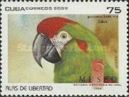 Red-fronted Macaw (Ara rubrogenys)
