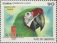 Military Macaw (Ara militaris)