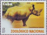 White Rhinoceros (Ceratotherium simum)
