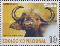 African Buffalo (Syncerus caffer)