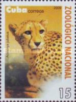 Cheetah (Acinonyx jubatus)
