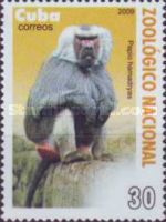 Hamadryas Baboon (Papio hamadryas)