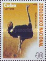 Ostrich (Struthio camelus)