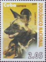 African Wild Dog (Lycaon pictus)