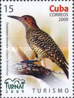 Fernandina's Flicker (Colaptes fernandinae)