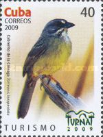 Cuban Sparrow (Torreornis inexpectata)