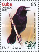 Red-shouldered Blackbird (Agelaius assimilis)