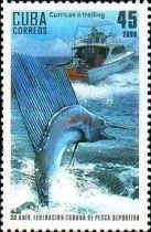 Blue Marlin (Makaira nigricans), Trolling