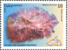 Social Feather Duster (Bispira brunnea)