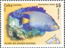 Queen Angelfish (Holacanthus ciliaris)