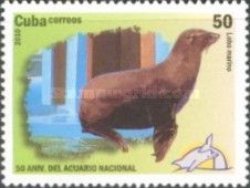 South American Sea Lion (Otaria flavescens)